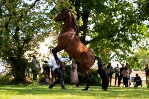 Roland ADOLPHE - Photographie d'un clic